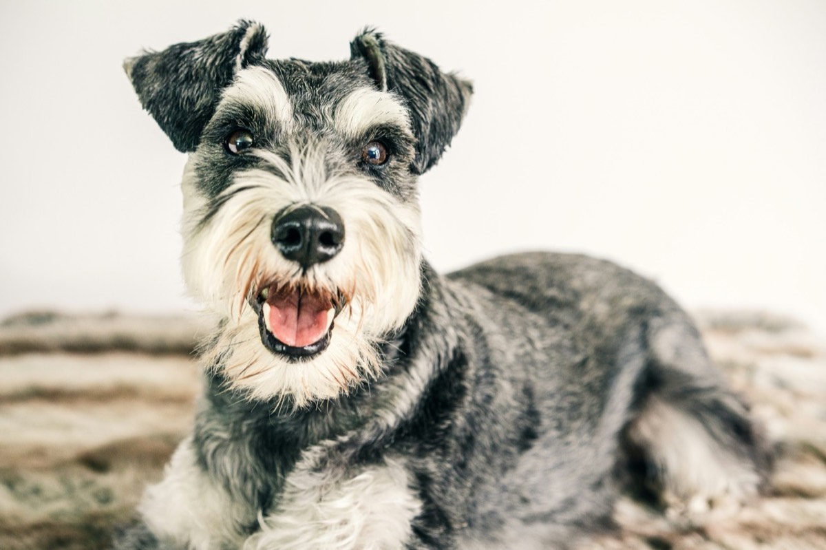 Hulio the schnauzer, the Empower Your Essence office dog